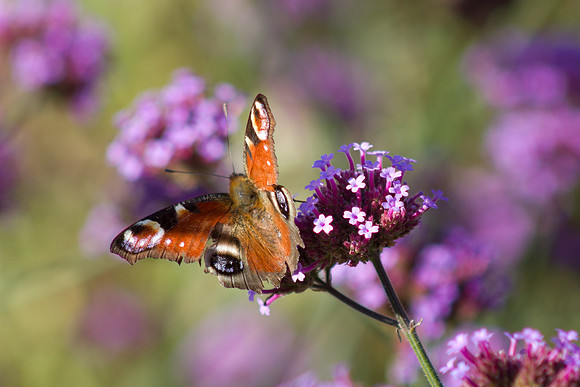 Butterfly Feasting in the Walled Garden