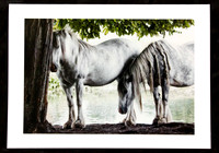 White Ponies