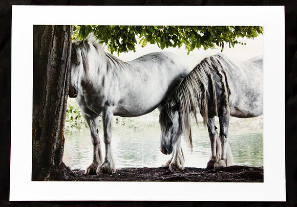 White Ponies