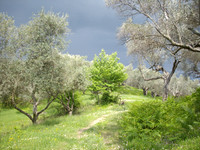 Stormy olive grove