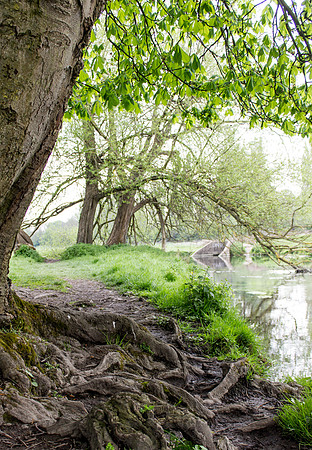Tree Roots