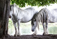 White Ponies