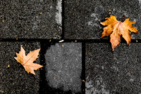 Fallen Leaves