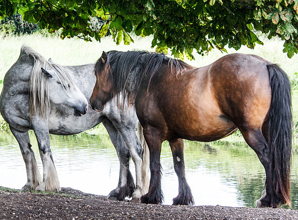 A Horsey Kiss