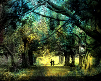 Tree Canopy in Green