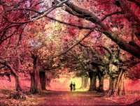 Tree Canopy in Red