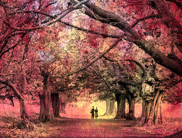 Tree Canopy in Red