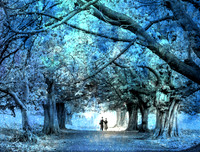 Tree Canopy in Blue