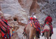 Camel train, Petra, Jordan