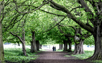 Tree Canopy