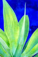 Blue and Green