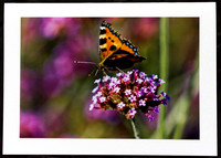 The Butterfly