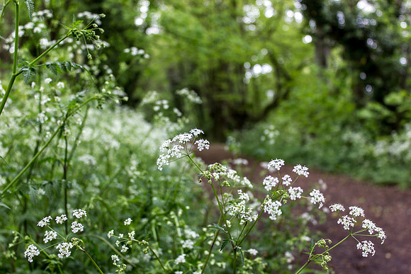 Nickey Line Hedgerow