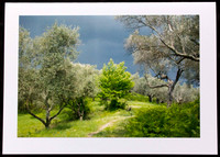 Olive Grove on a stormy day