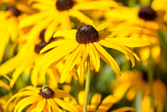 Cheerful flowers inside the Walled Garden