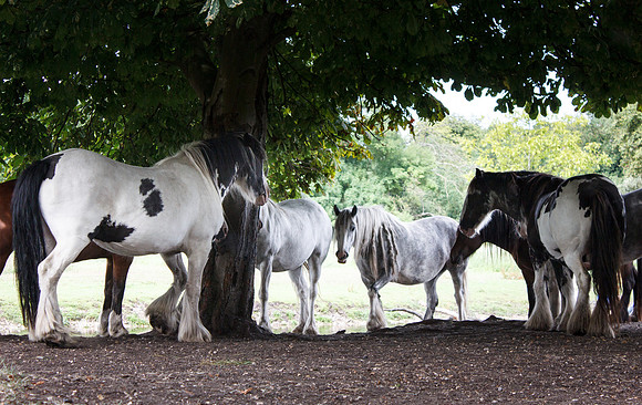 A Gathering