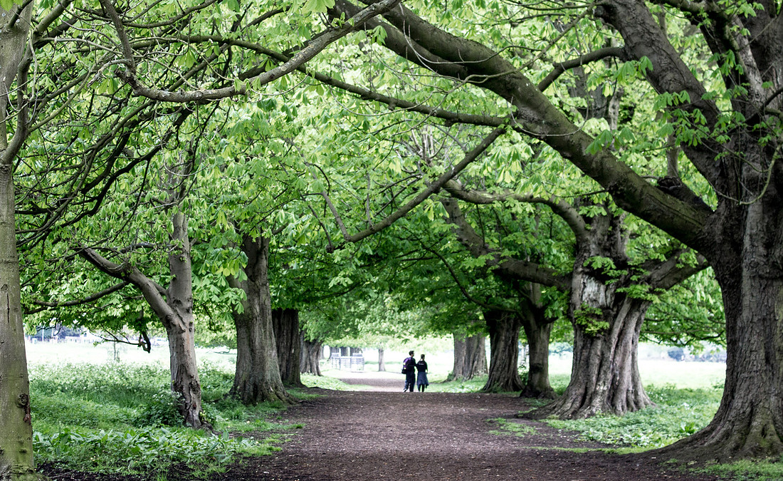 Tree Canopy on Boxmoor Common