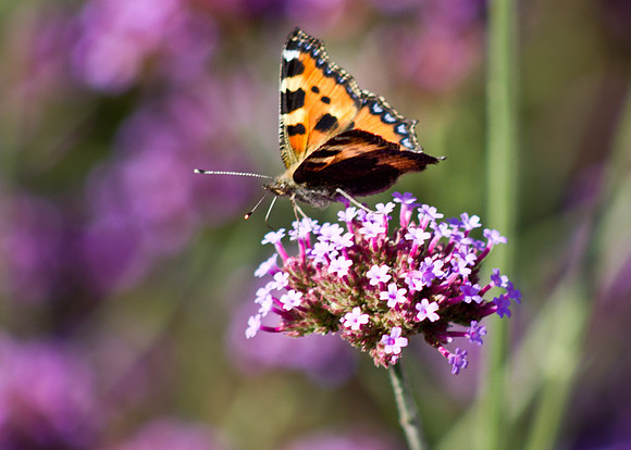 Life inside the Walled Garden