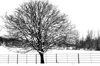 Tree in the Snow