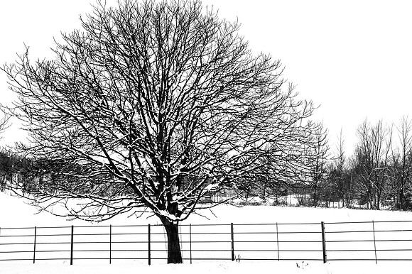 Tree in the Snow