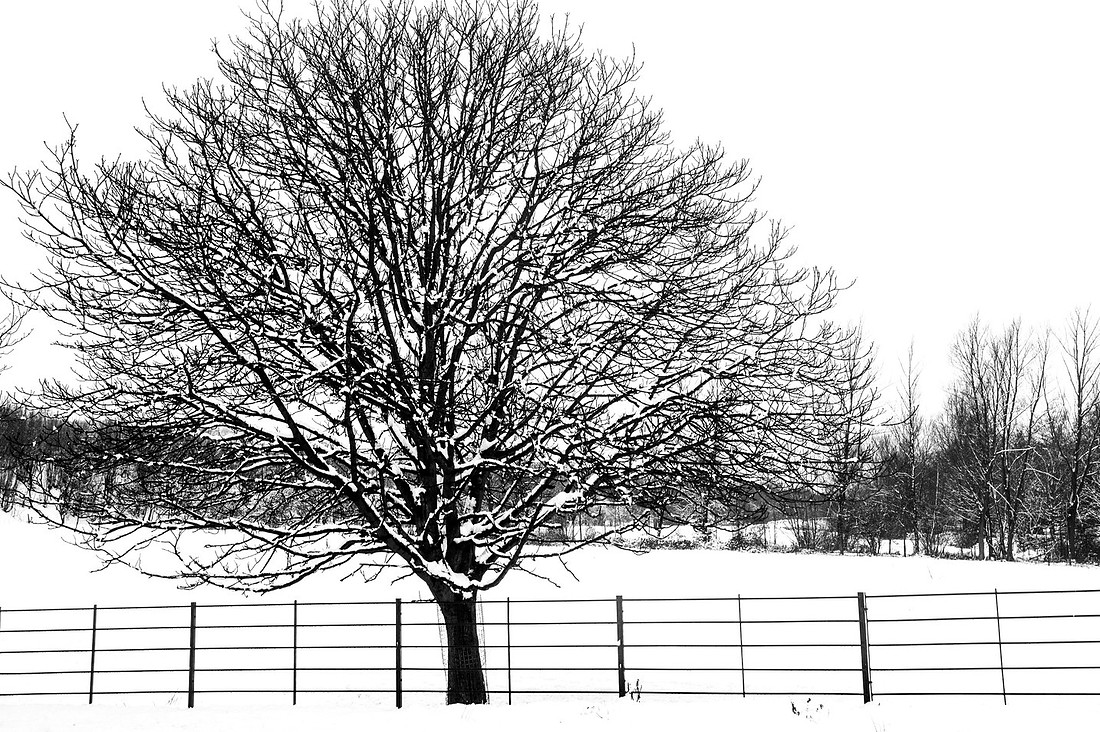 Tree in the Snow